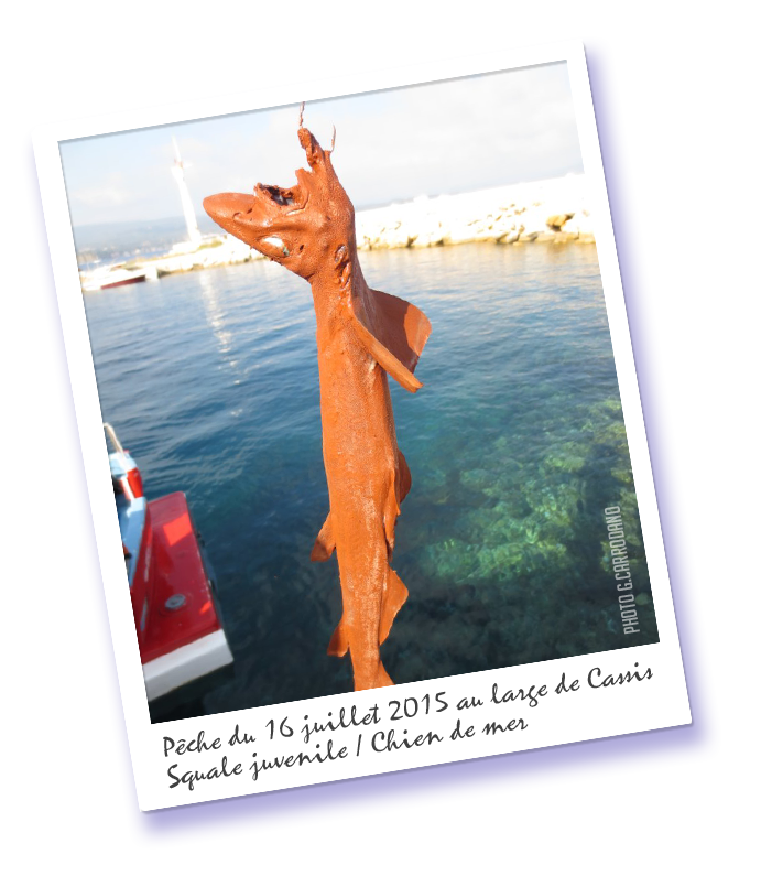 squale_juvenile_peche_cassis_20150716.png