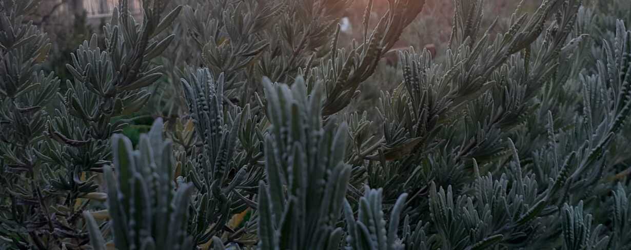 LA LUTTE POUR L’OUVERTURE ET LA PROTECTION DU JARDIN LEVAT CONTINUE (Communiqué)